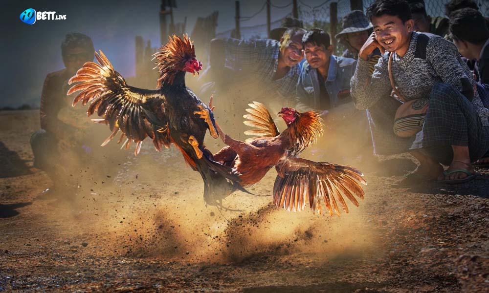 Khám phá mật mã của dân chơi đá gà tại I9BET giúp bạn thắng lớn khi tham gia. Tận dụng chiến thuật chơi thông minh, nắm bắt các yếu tố quan trọng trong trò chơi, và quản lý vốn hiệu quả để tối ưu hóa cơ hội chiến thắng và thu nhập từ trải nghiệm cá cược đá gà trực tuyến trên nền tảng I9BET.